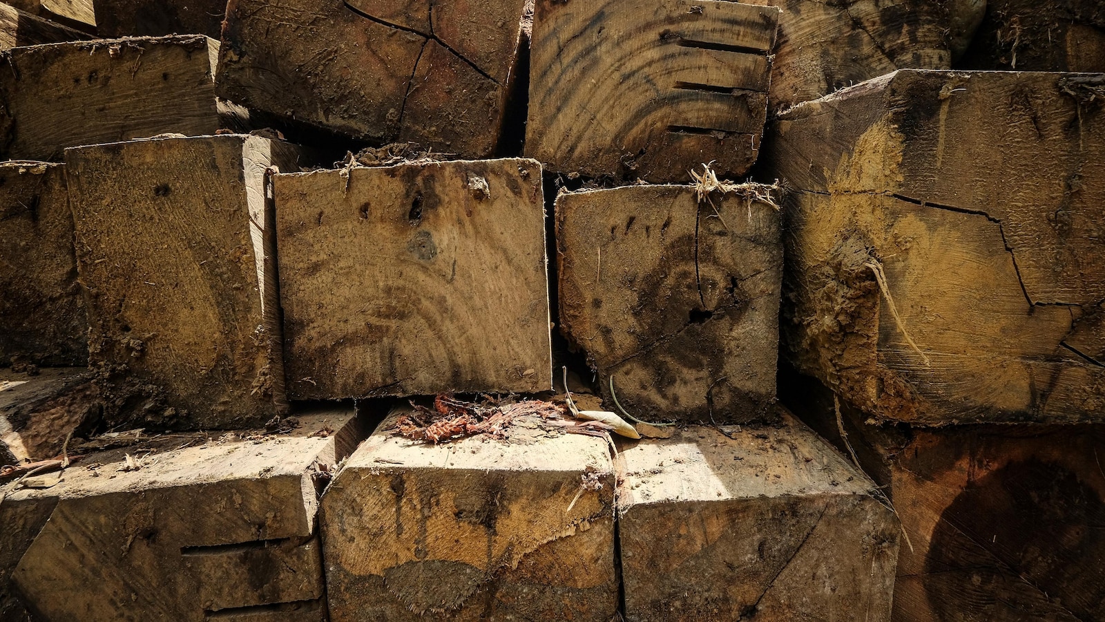 South Korea to reduce biomass vigor subsidies after criticism over link to deforestation